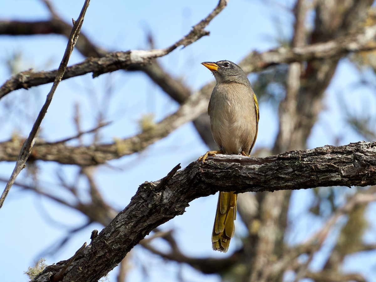 Pale-throated Pampa-Finch - ML608316598