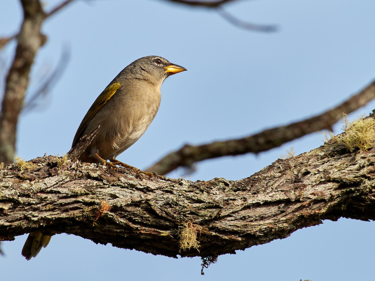 Pale-throated Pampa-Finch - ML608316599