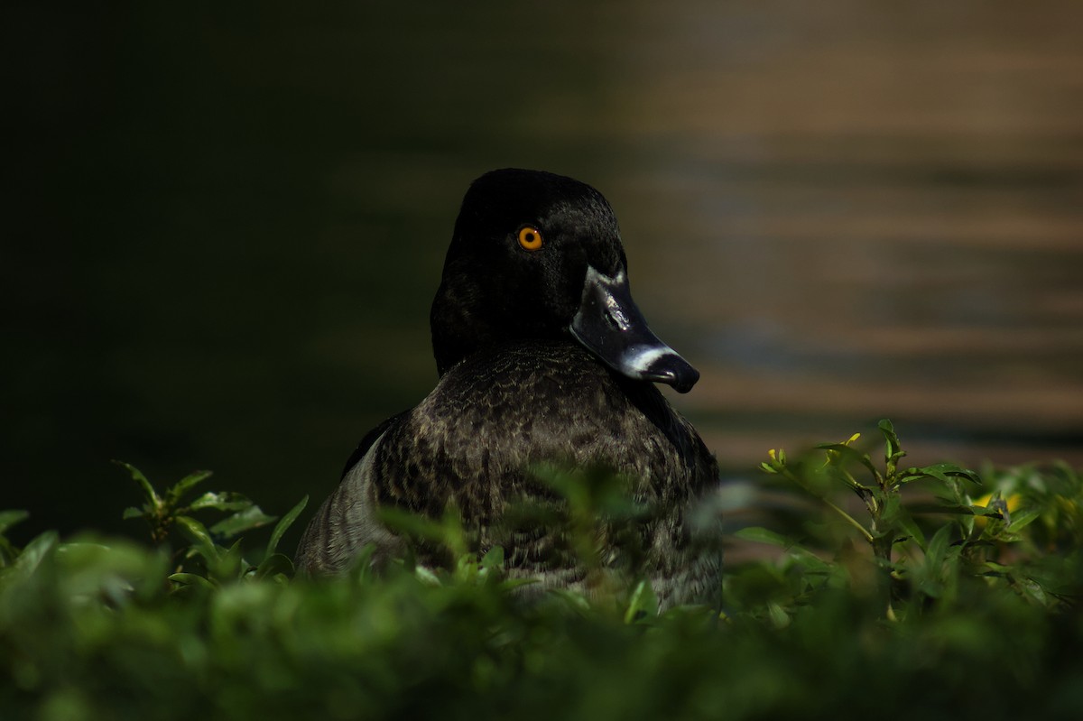 Ring-necked Duck - ML608316608