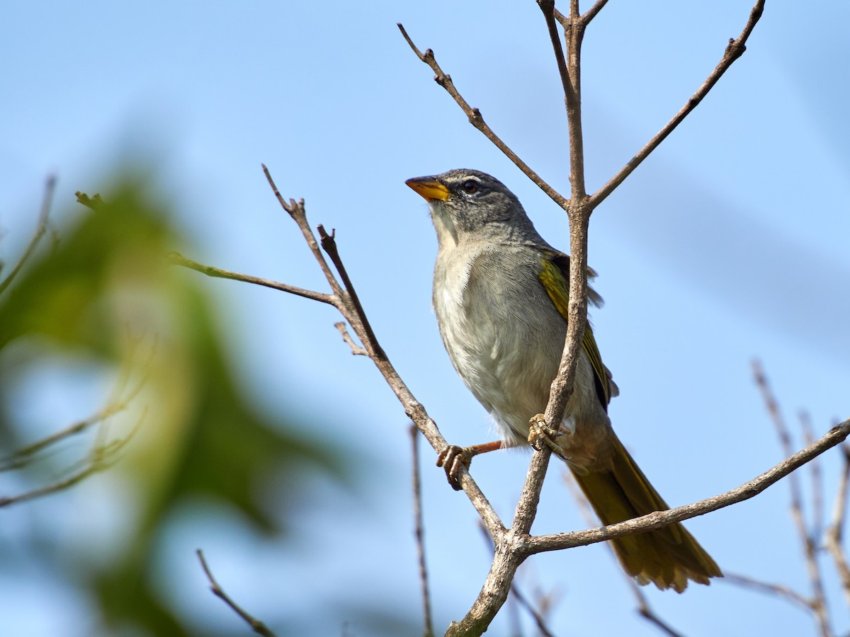 Pale-throated Pampa-Finch - ML608316611