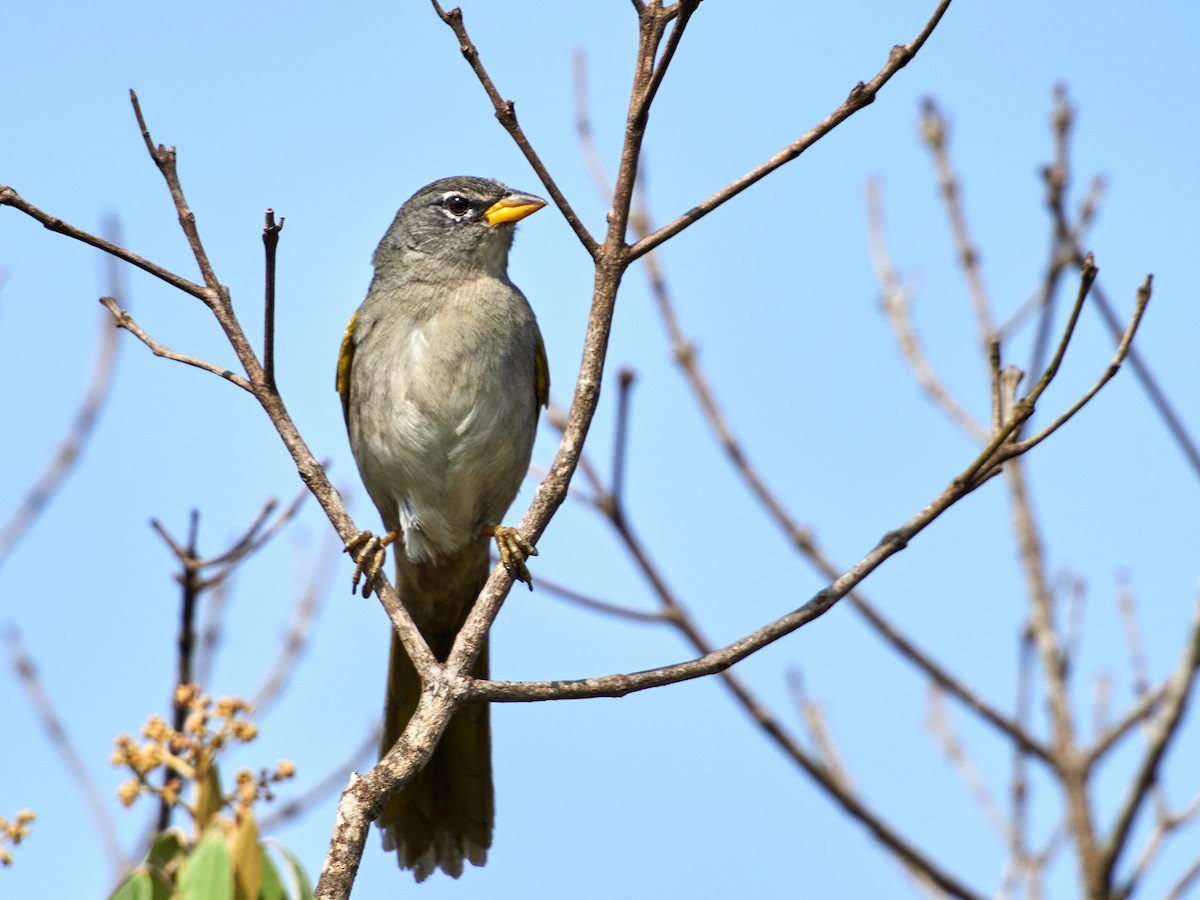 Pale-throated Pampa-Finch - ML608316612