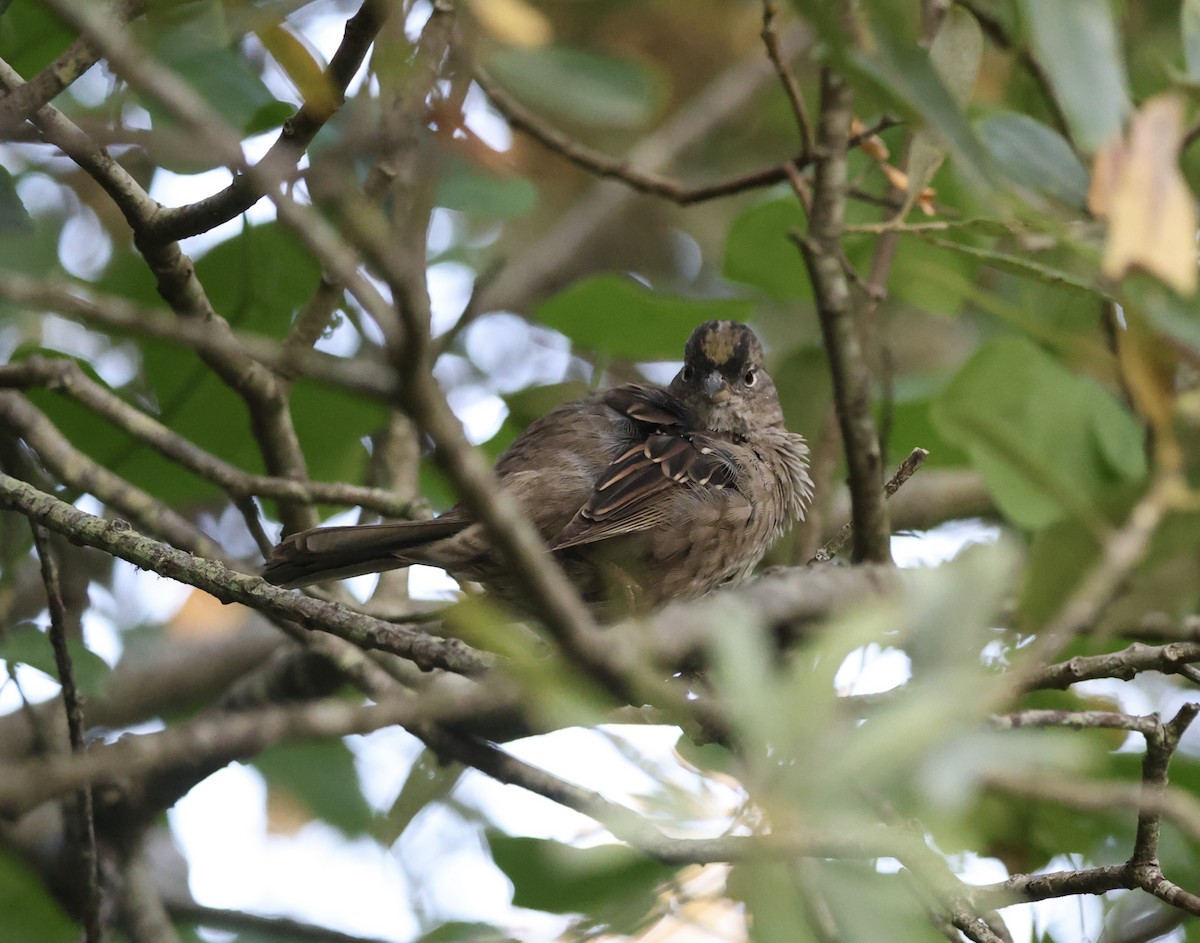 Golden-crowned Sparrow - ML608316783