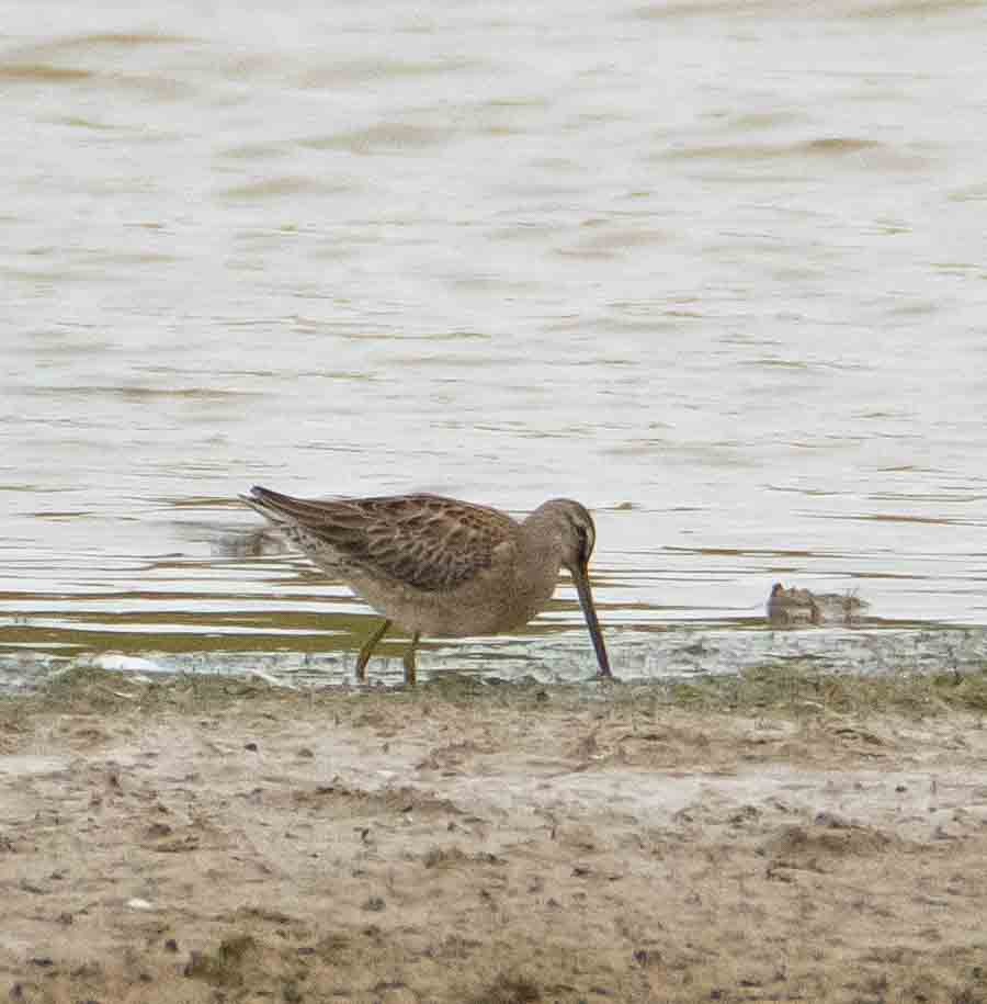 Long-billed Dowitcher - ML608317075