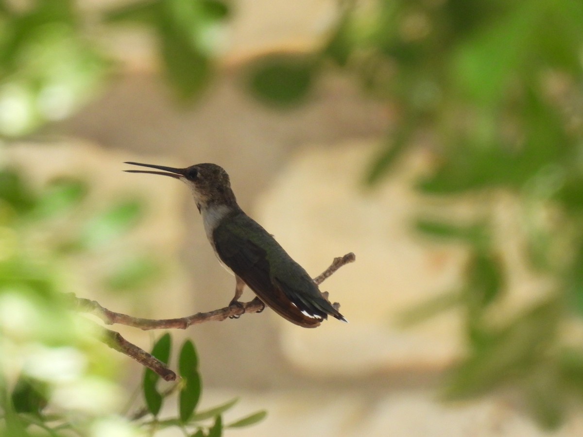 Black-chinned Hummingbird - ML608317233