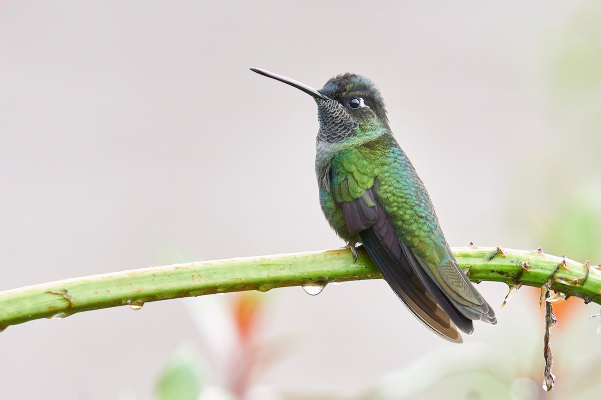Talamanca Hummingbird - ML608317581