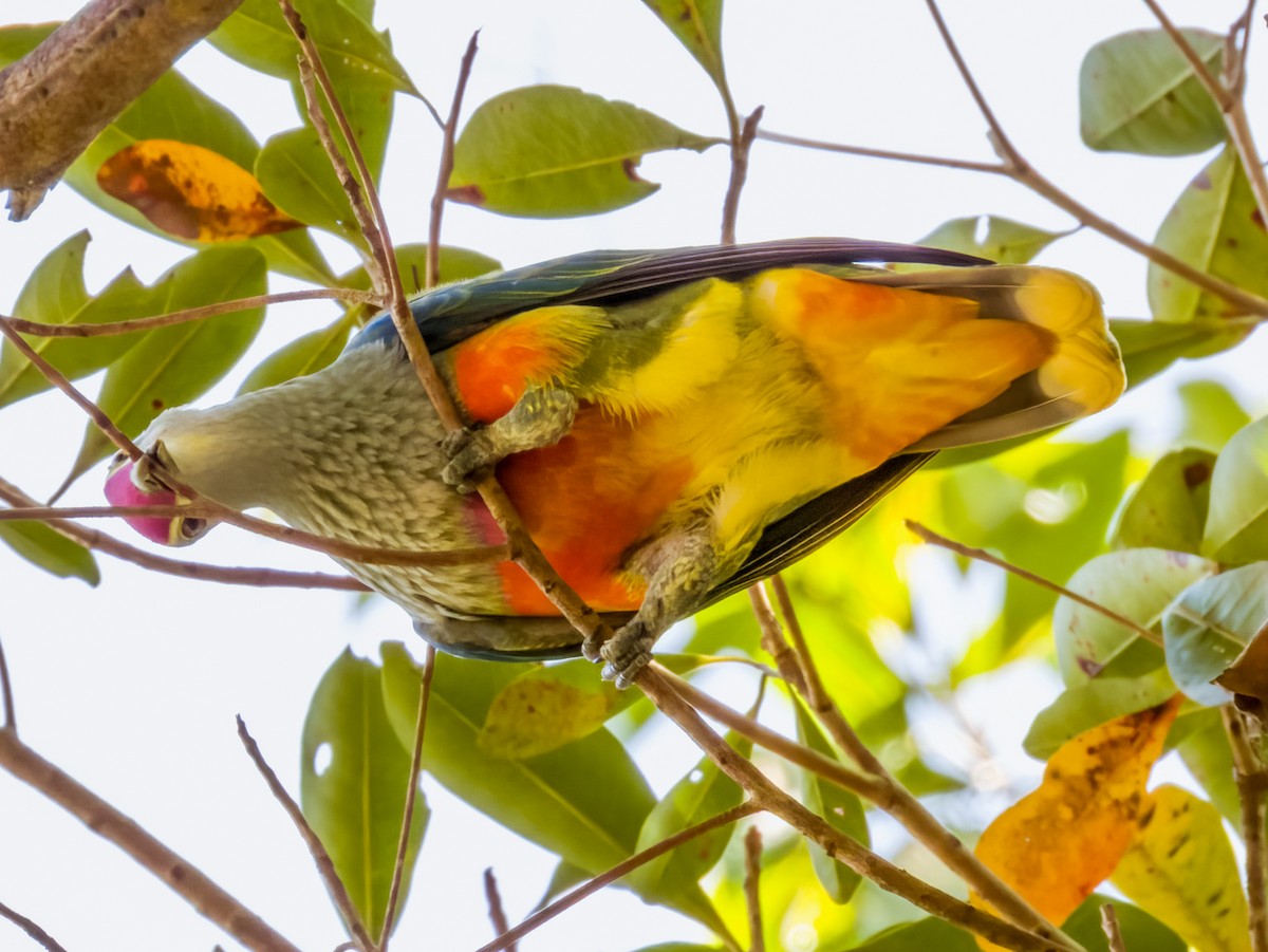 Ebird Australia Checklist Aug Cairns Esplanade Mangroves At