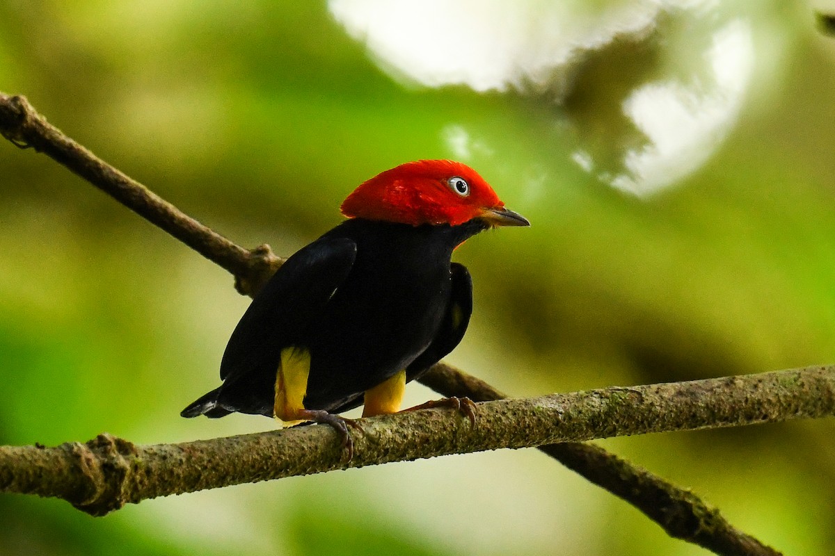 Red-capped Manakin - ML608317931