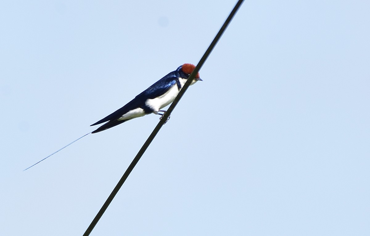 Wire-tailed Swallow - ML608318287