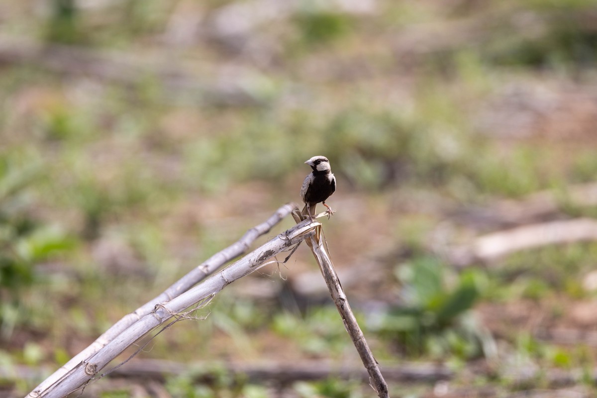 Ashy-crowned Sparrow-Lark - ML608318405
