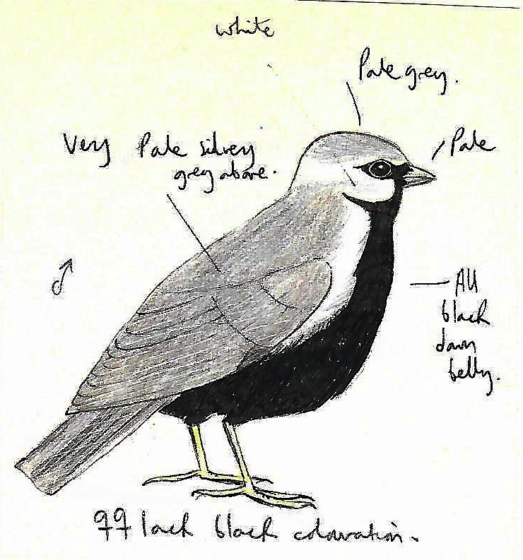 Ashy-crowned Sparrow-Lark - ML608318852