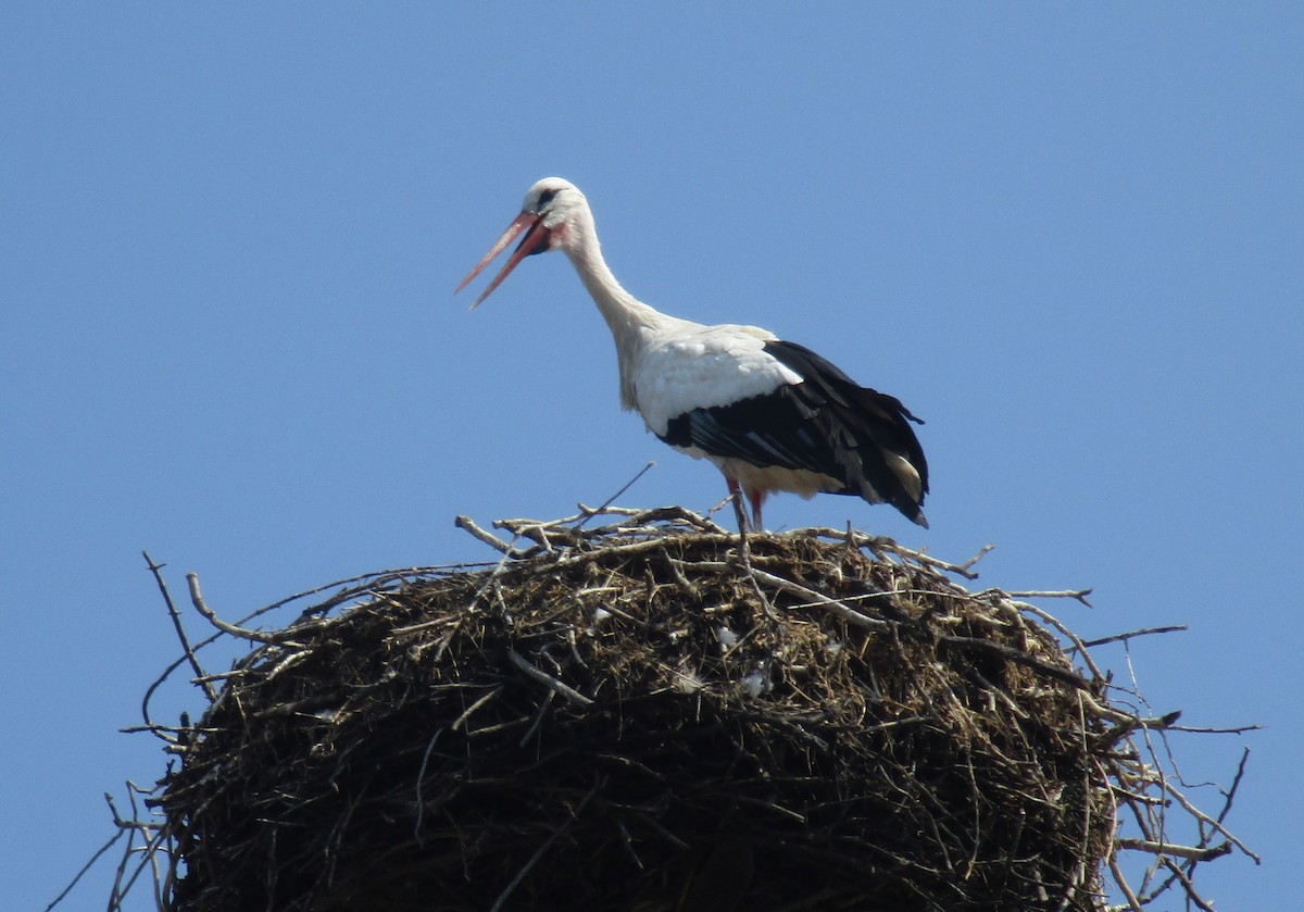 White Stork - ML608318855