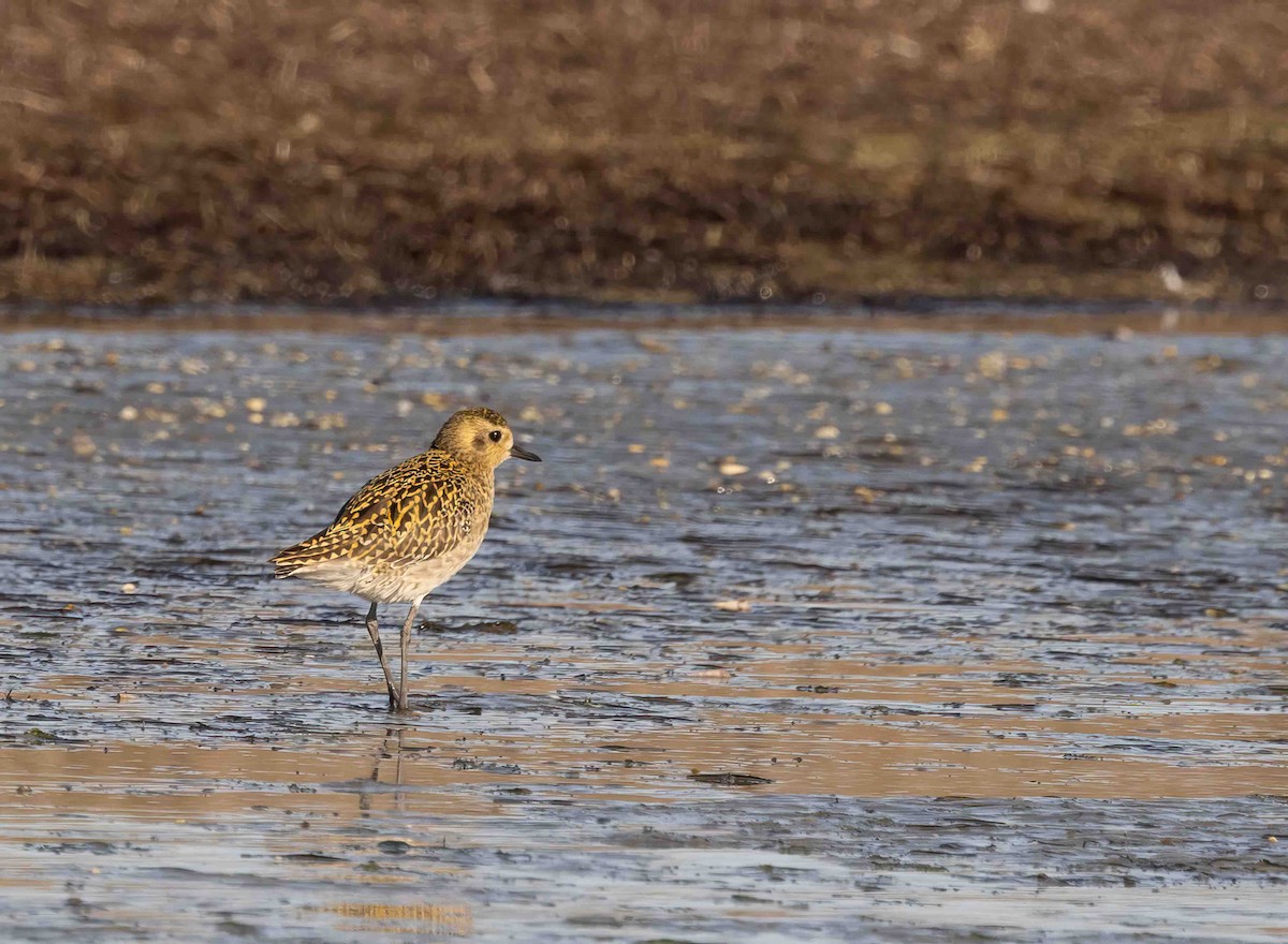 New Zealand Bird Atlas Checklist - 30 Aug 2023 - Awarua Bay ...