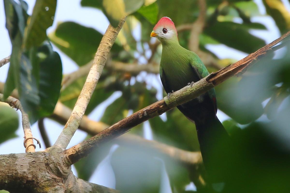 Red-crested Turaco - ML608319875