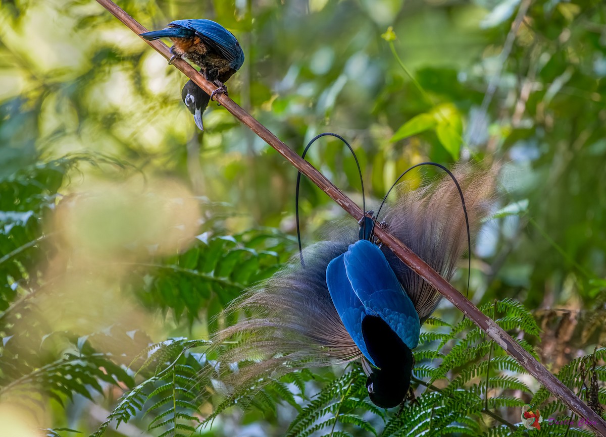Blue Bird-of-Paradise - ML608319877