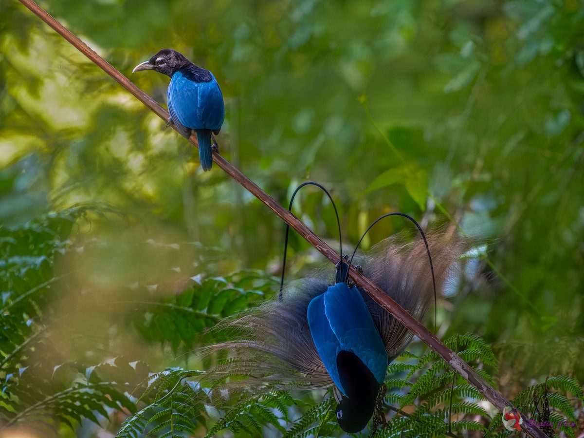 Blue Bird-of-Paradise - ML608319878