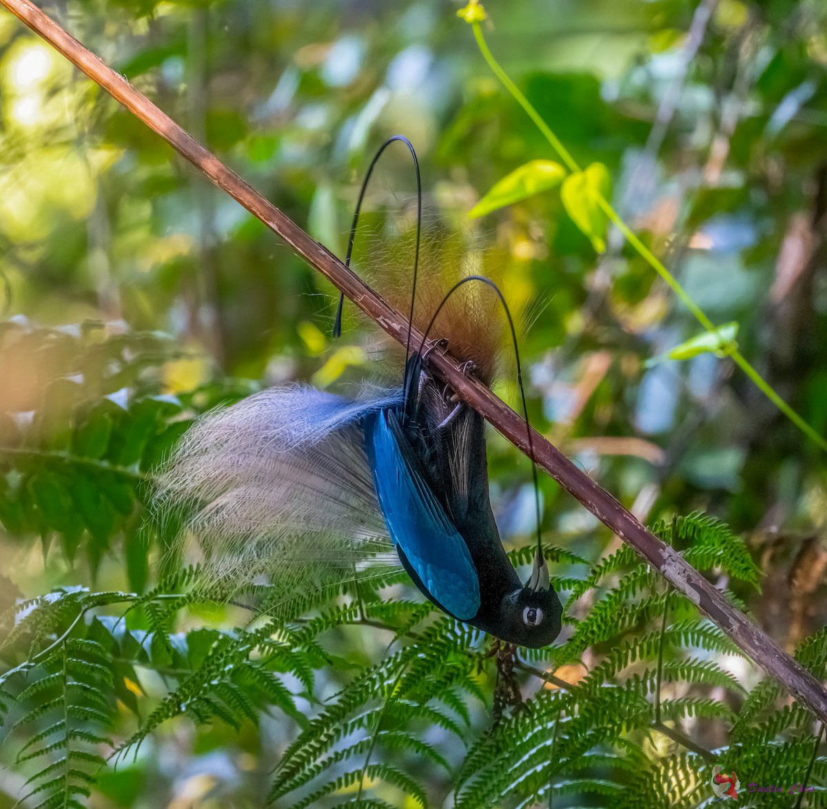 Blue Bird-of-Paradise - ML608319879
