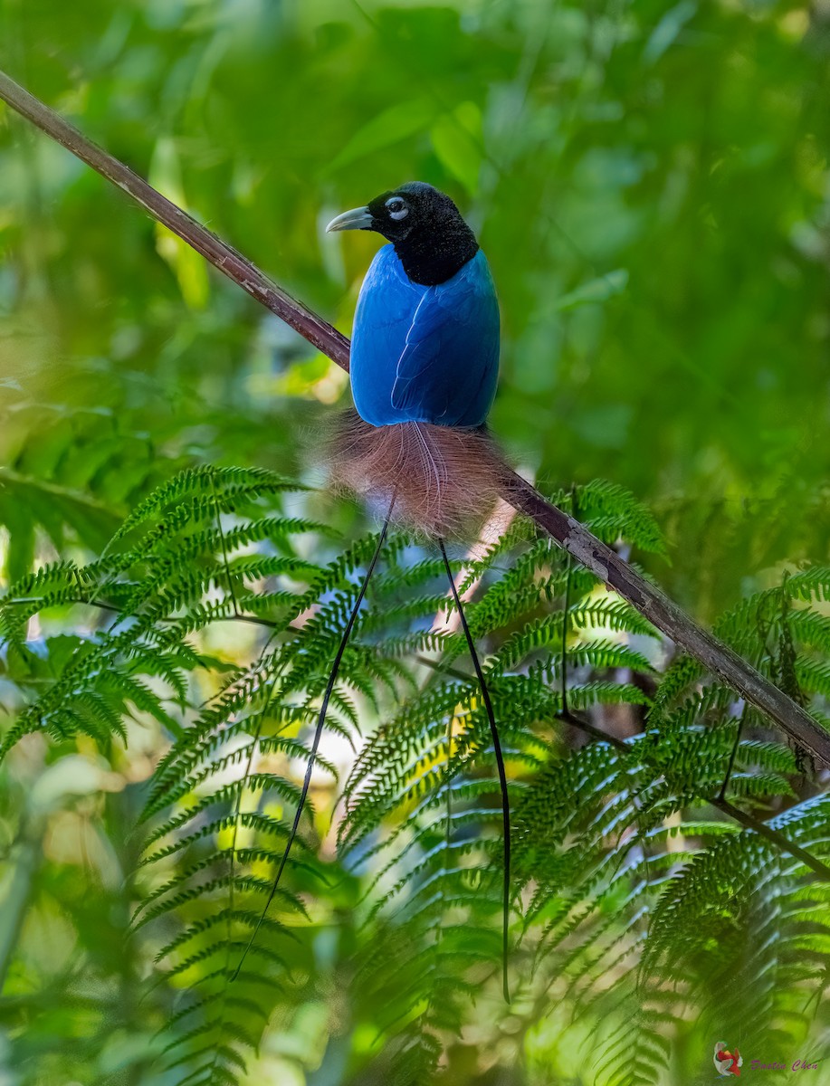 Blue Bird-of-Paradise - ML608319881