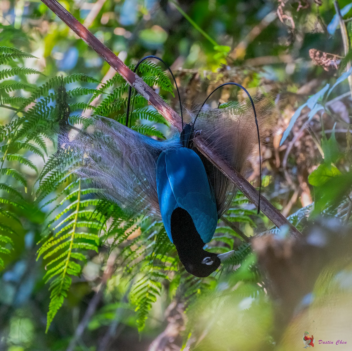 Blue Bird-of-Paradise - ML608319884