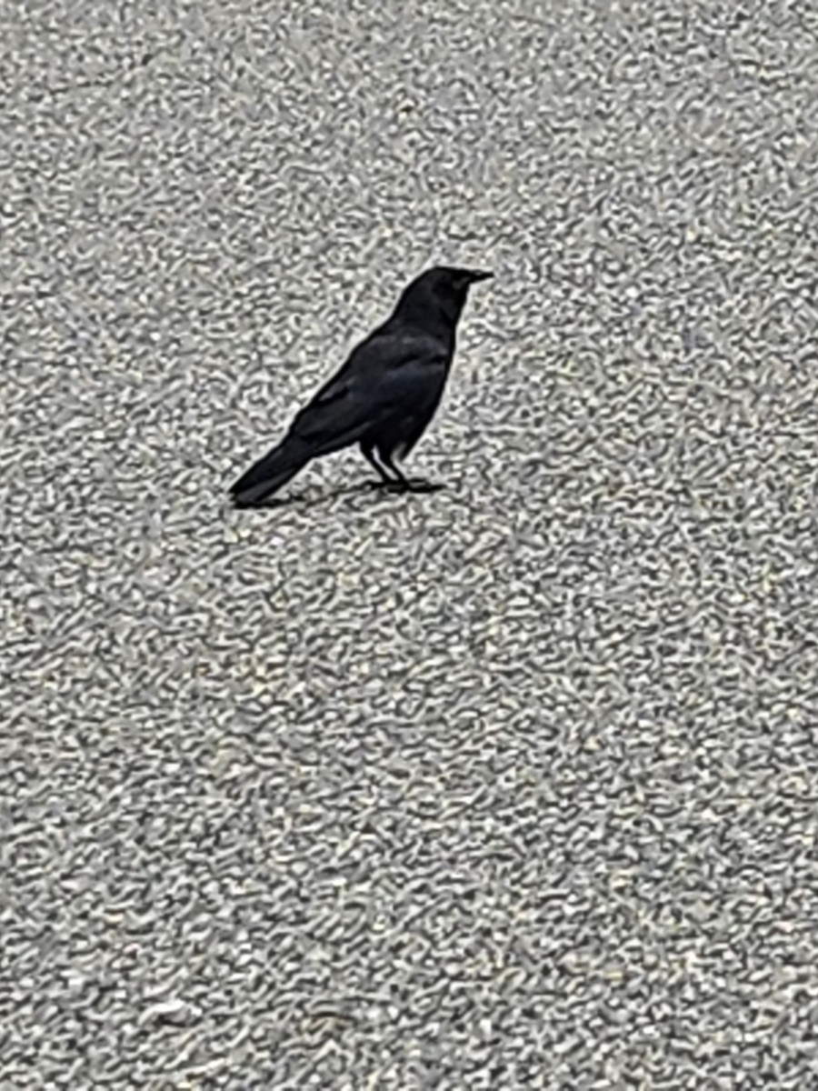 Fish Crow - ML608319887