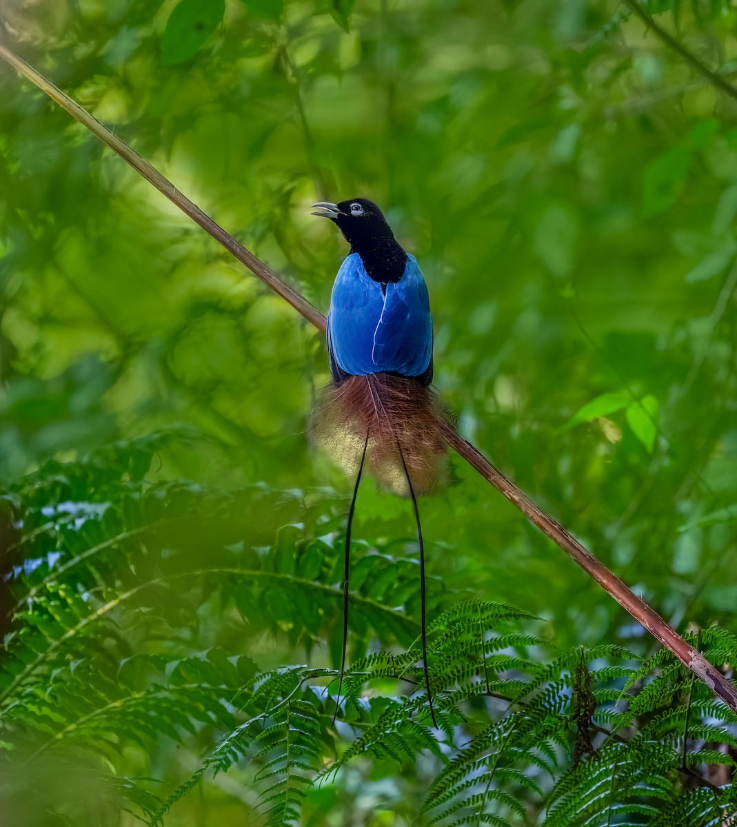 Blue Bird-of-Paradise - ML608319890