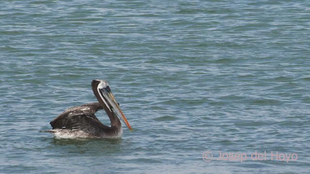 pelikán chilský - ML608320356