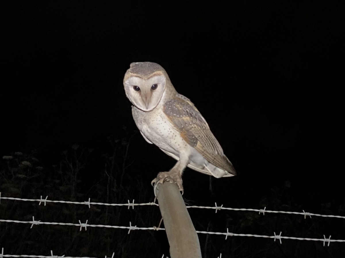 Barn Owl (Eastern) - ML608320640