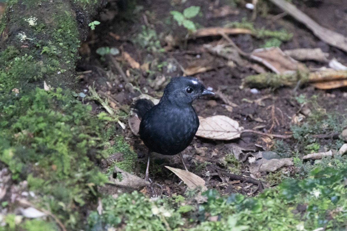 White-crowned Tapaculo - ML608321094