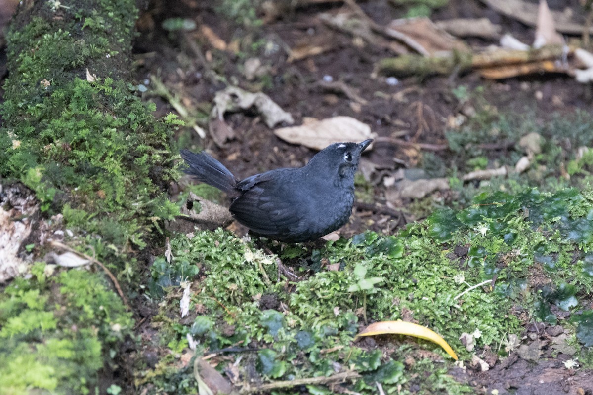 White-crowned Tapaculo - ML608321095