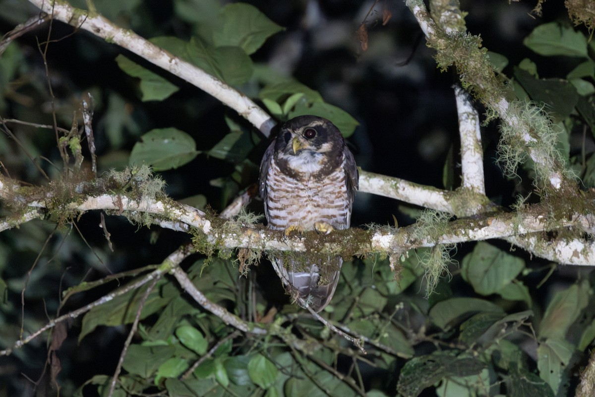 Band-bellied Owl - ML608321197