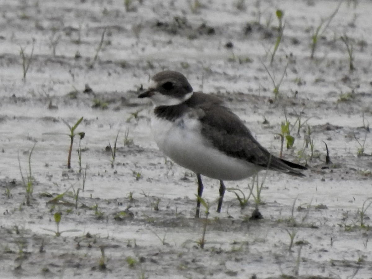 Semipalmated Plover - ML608321529
