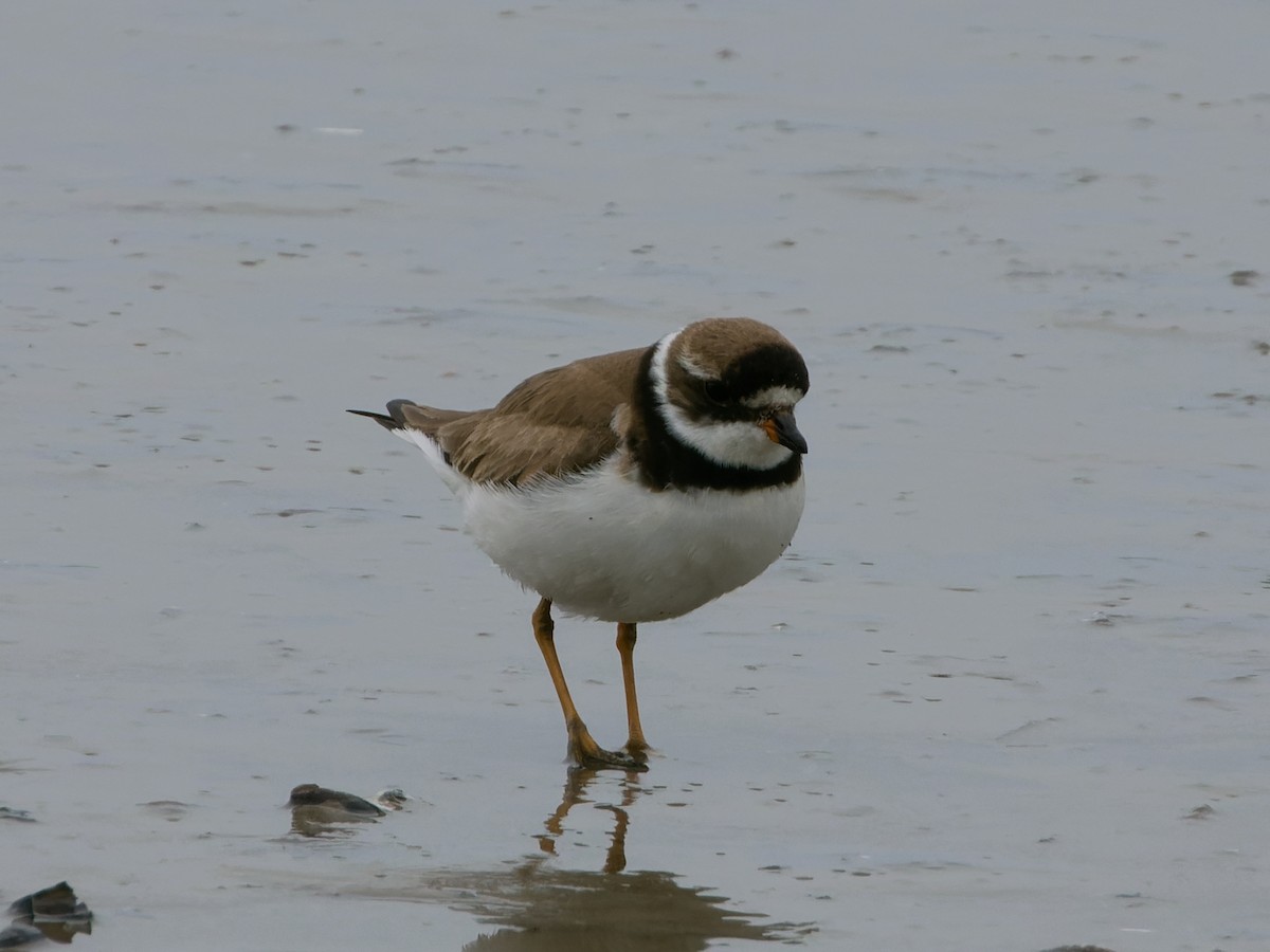 Semipalmated Plover - ML608322032