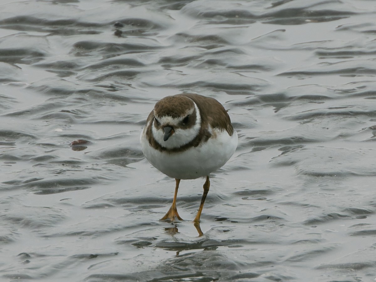 Semipalmated Plover - ML608322033