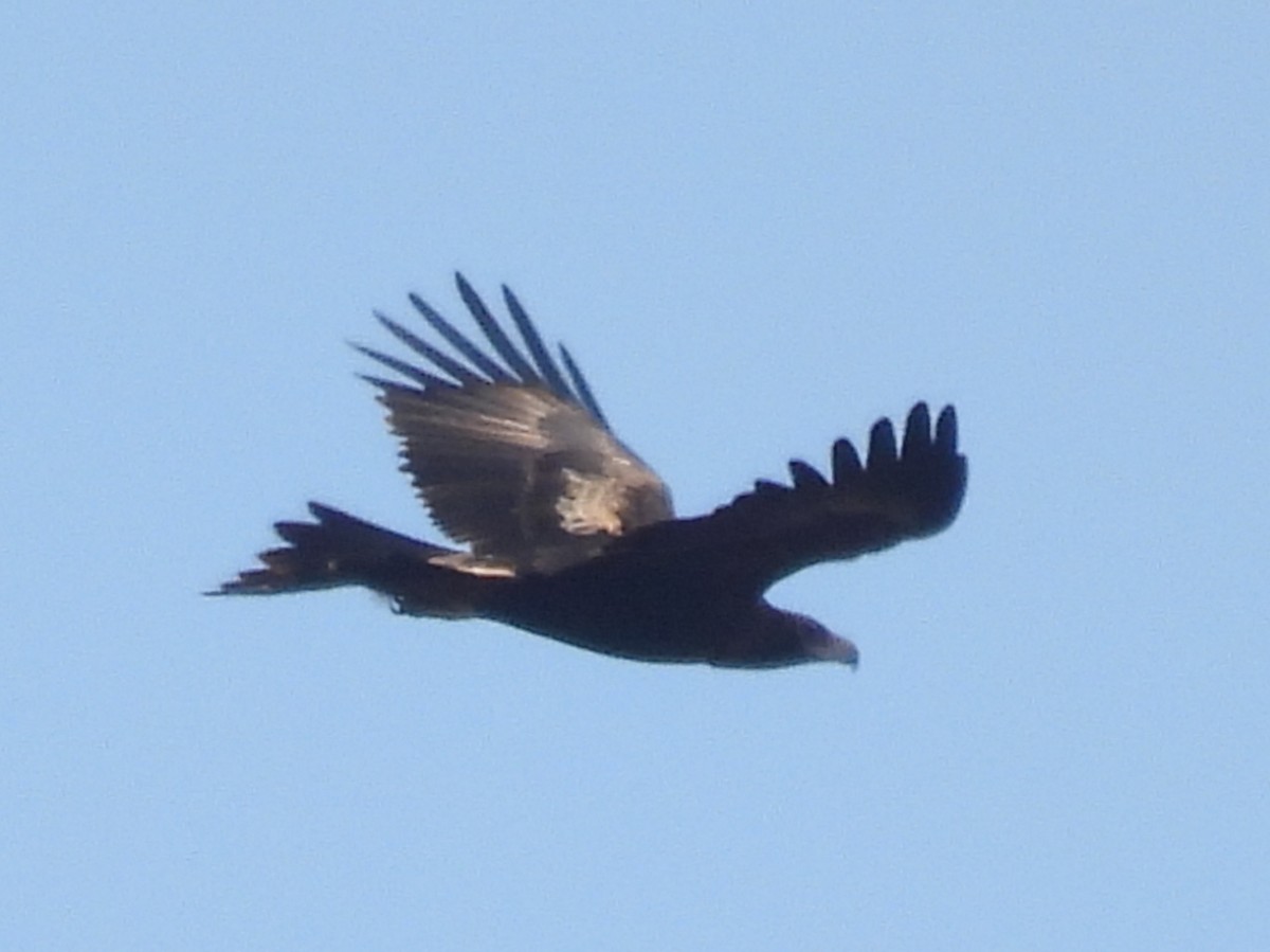 Wedge-tailed Eagle - ML608322188