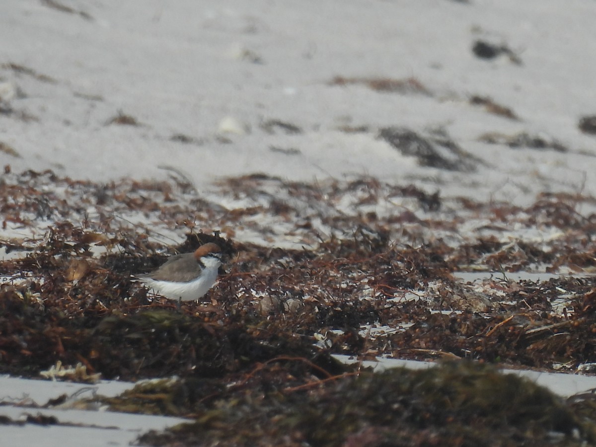 Red-capped Plover - ML608322223