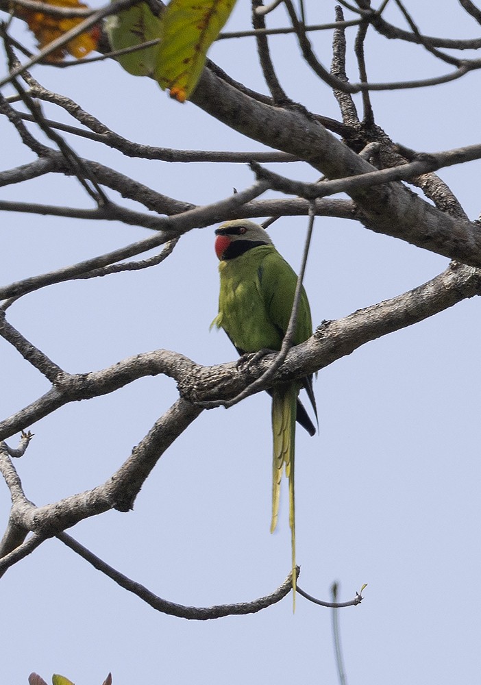 Nikobar Yeşil Papağanı - ML608322586