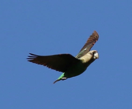 Cape Parrot - Vittorio Pedrocchi
