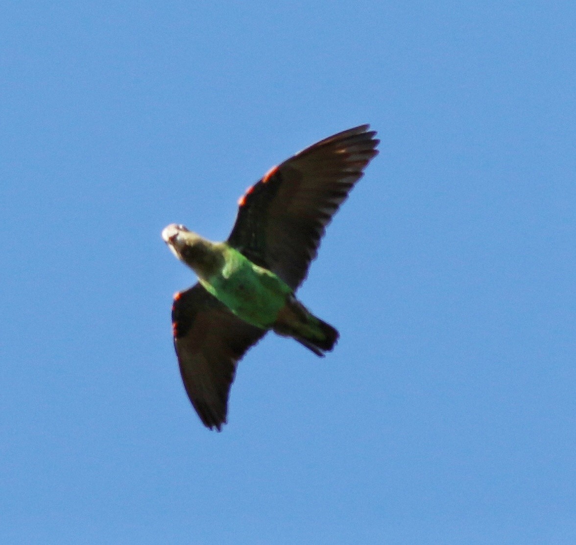 papoušek zelenobřichý - ML608323234