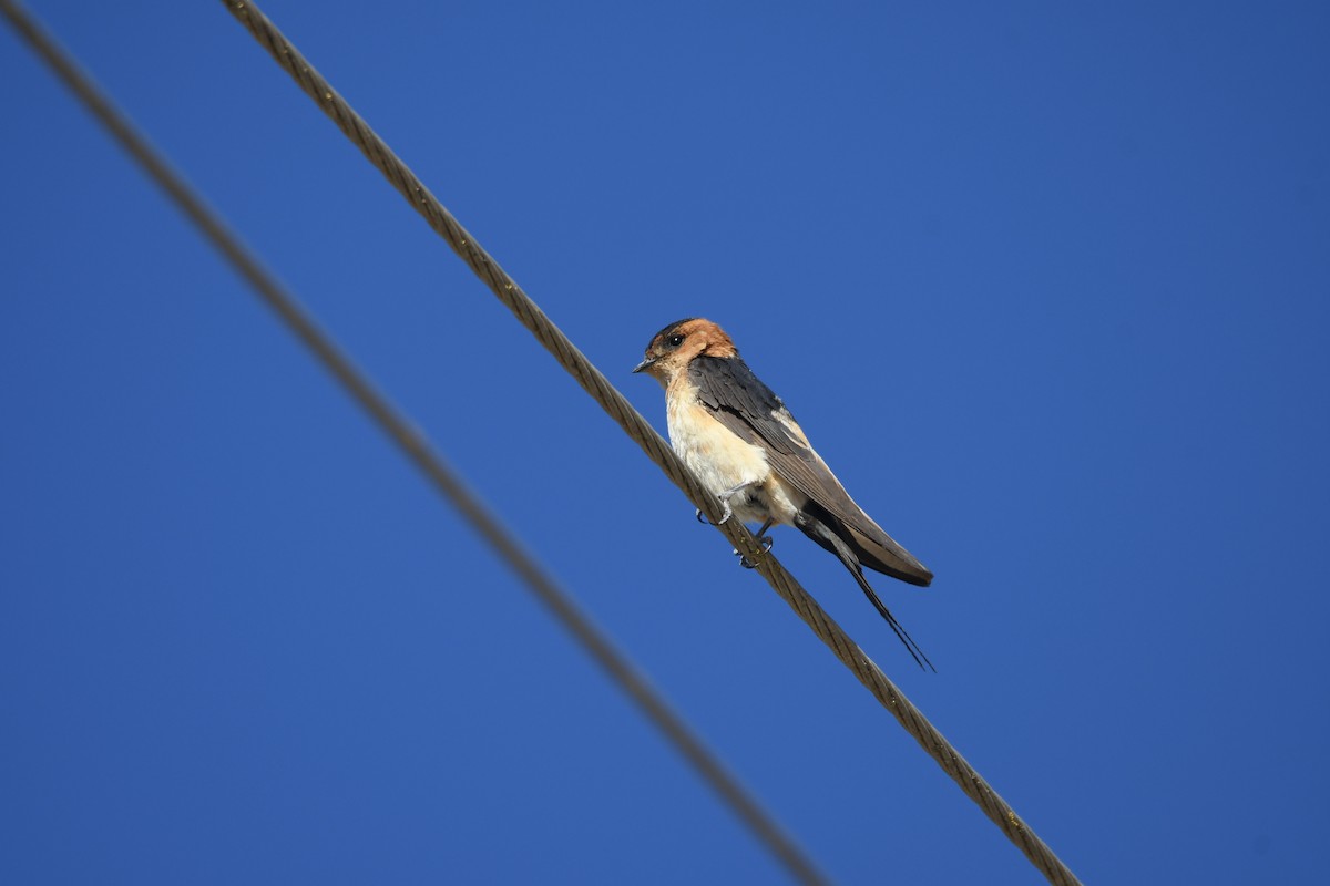 Red-rumped Swallow - ML608323498