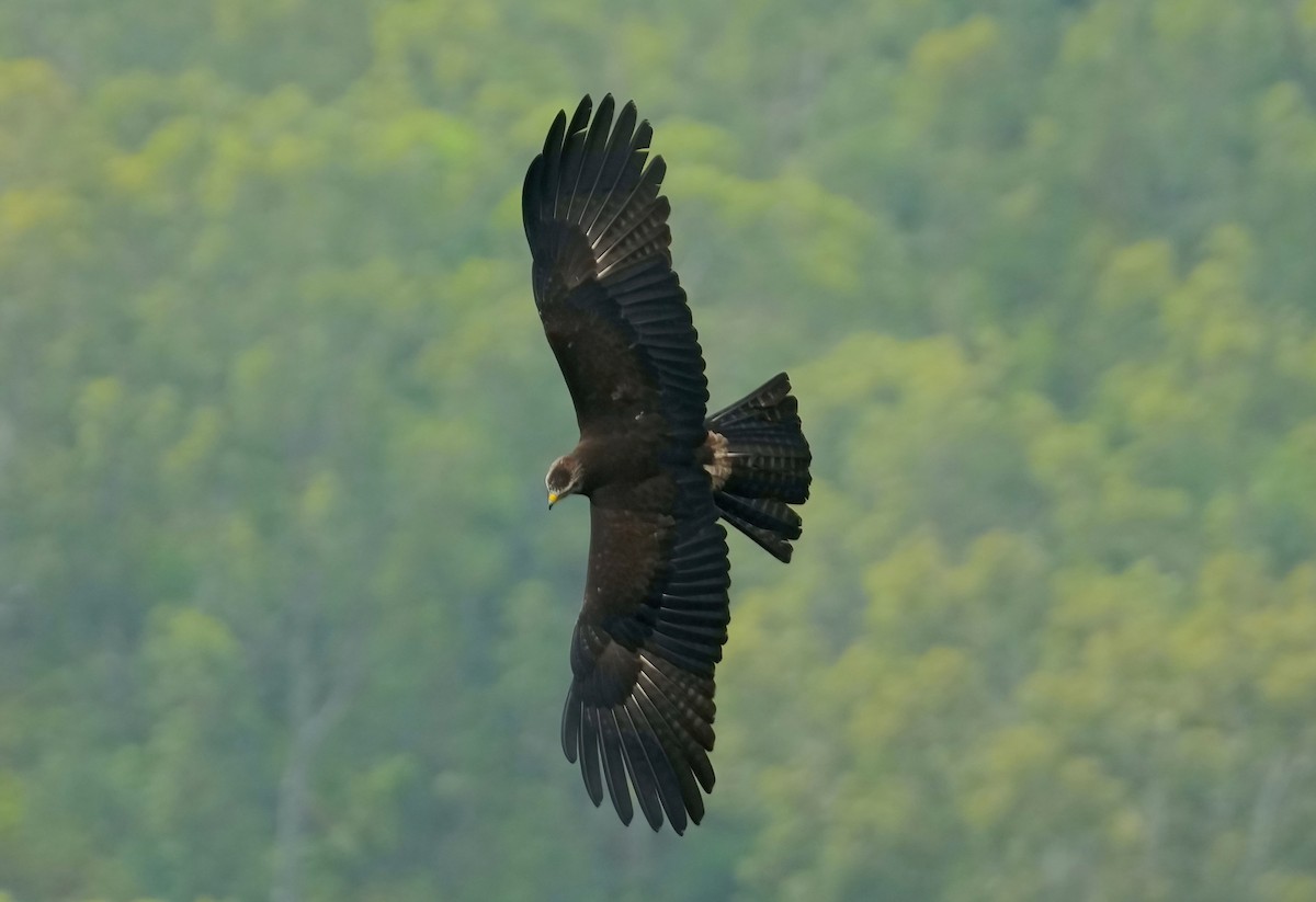 Black Eagle - Sudip Simha