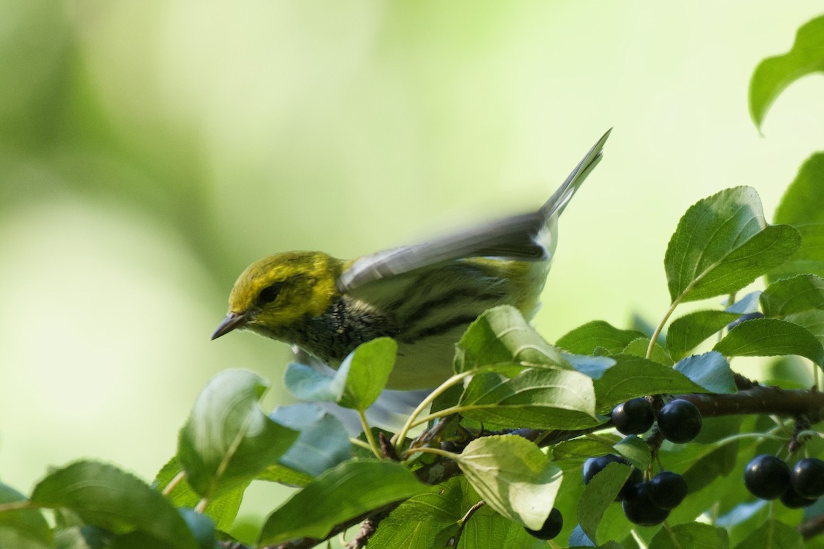 Black-throated Green Warbler - ML608324123