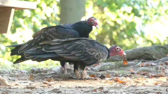 Turkey Vulture - ML608324225
