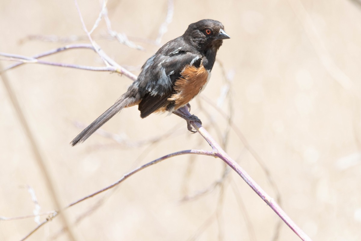 Spotted Towhee - ML608324554