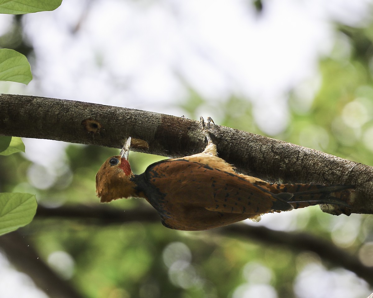 Ringed Woodpecker (Amazonian Black-breasted) - ML608324565