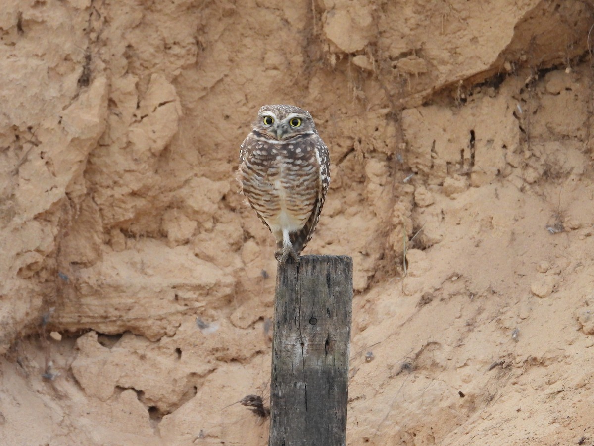 Burrowing Owl - ML608324731