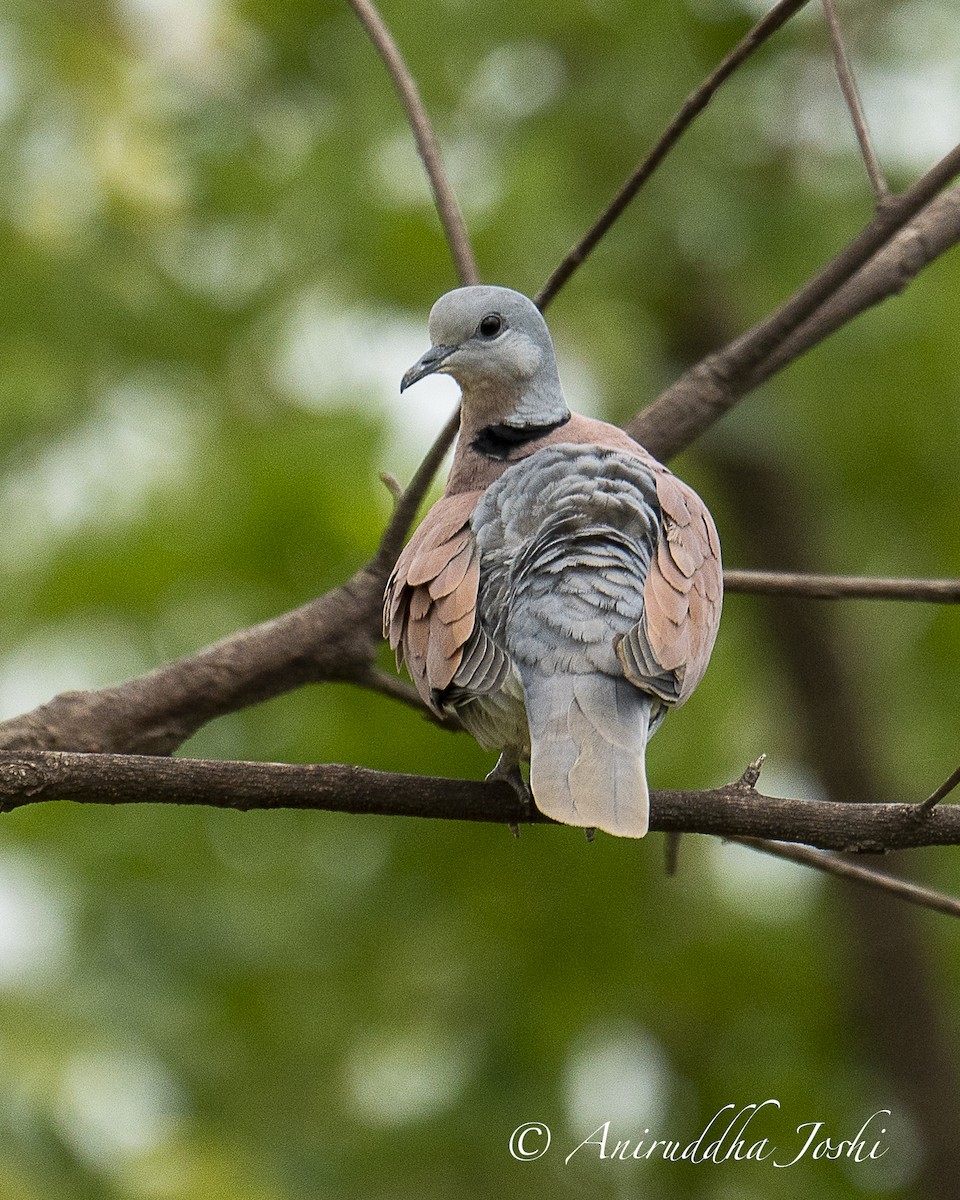 Red Collared-Dove - ML608324736