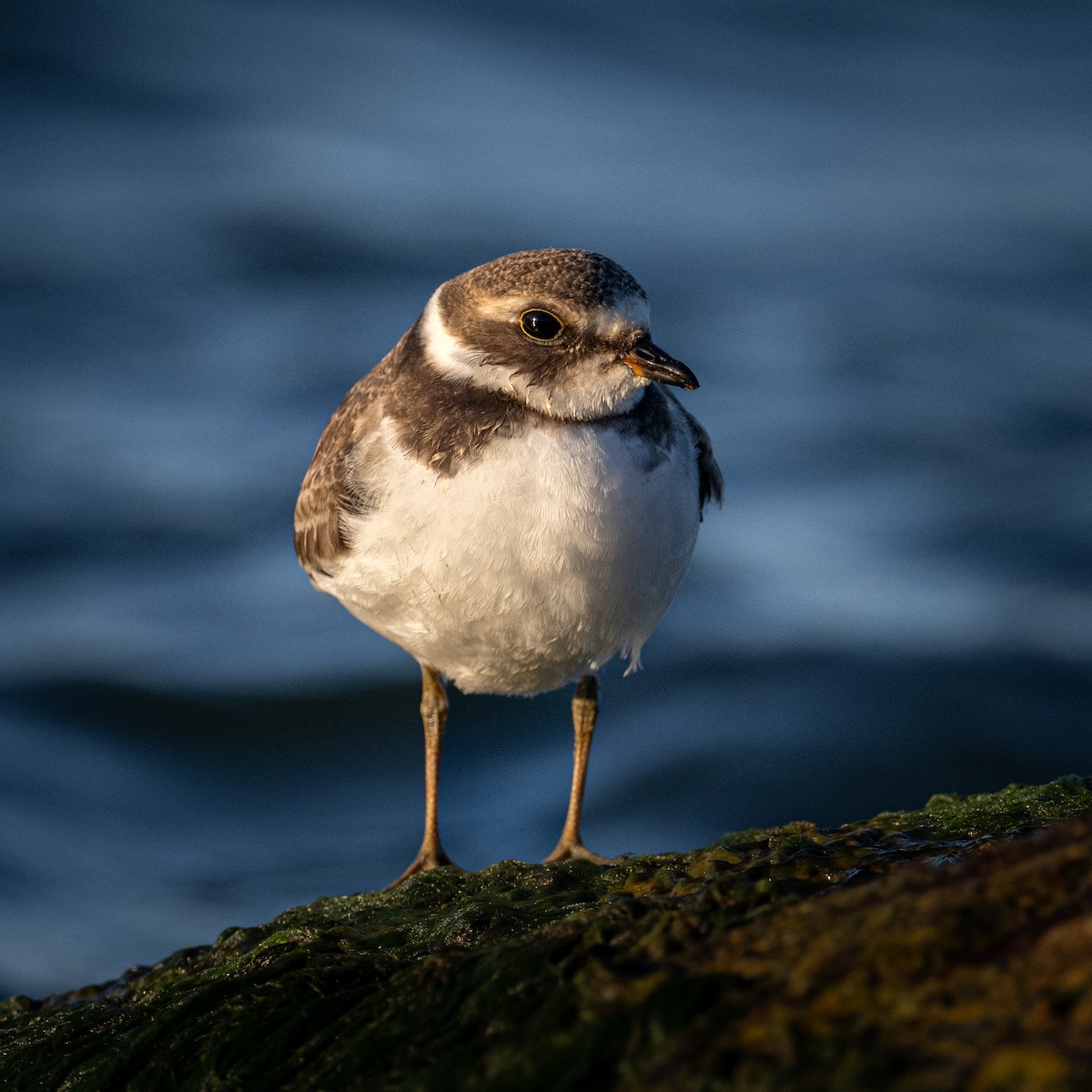 Semipalmated Plover - ML608324757
