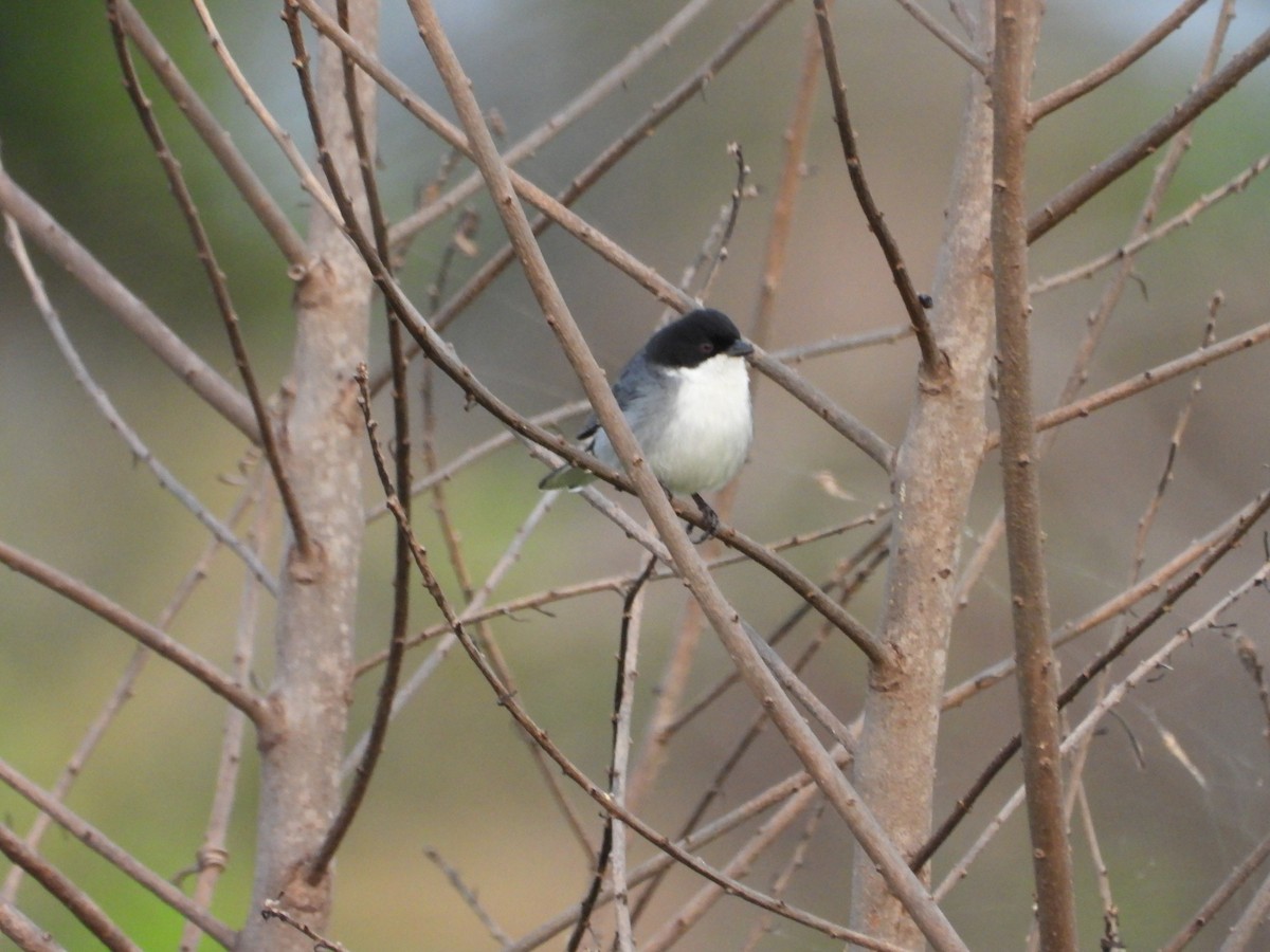 Black-capped Warbling Finch - ML608324782