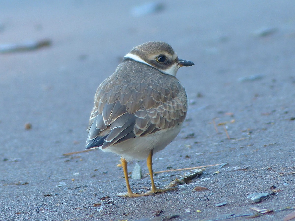 Semipalmated Plover - ML608324841