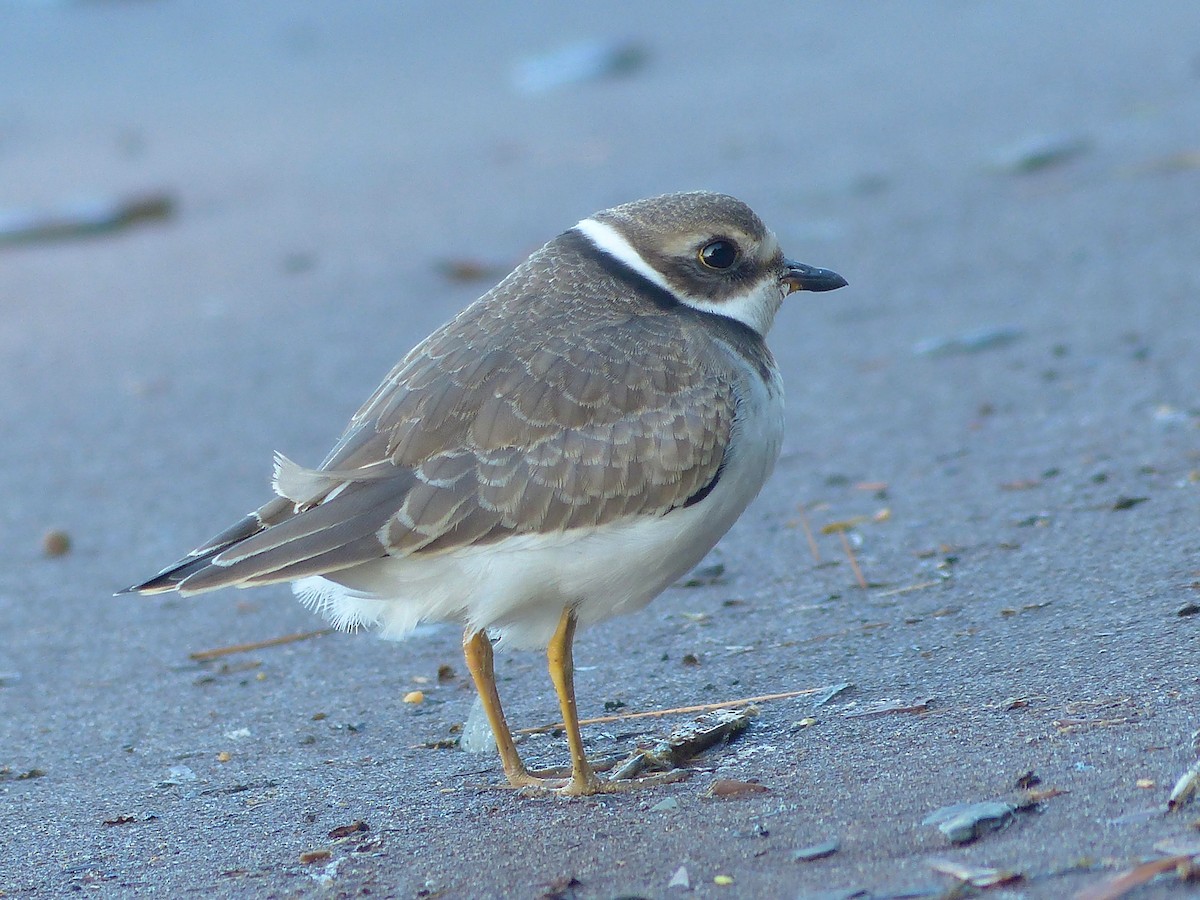 Semipalmated Plover - ML608324842
