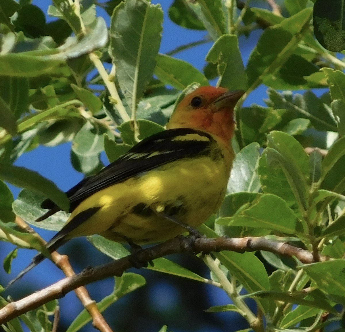 Western Tanager - ML608324913